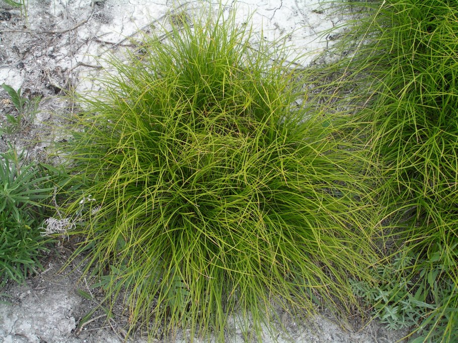 Carex leiorhyncha