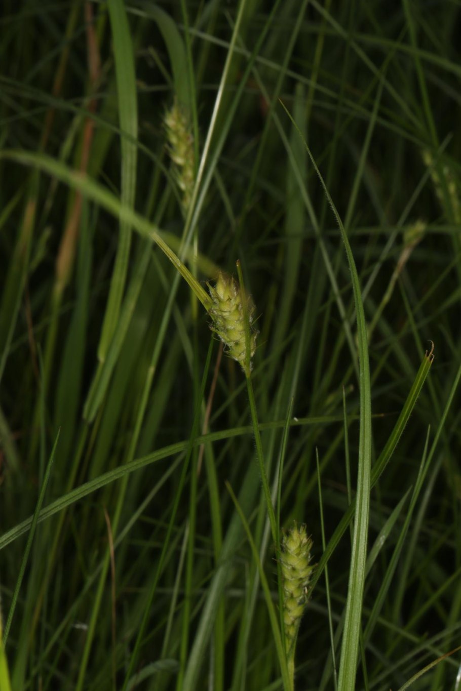 Осока коротковолосистая – Carex hirta l.