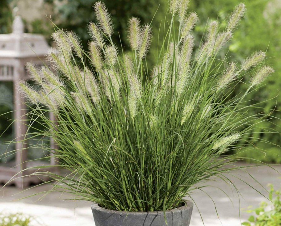 Пеннисетум хамельн