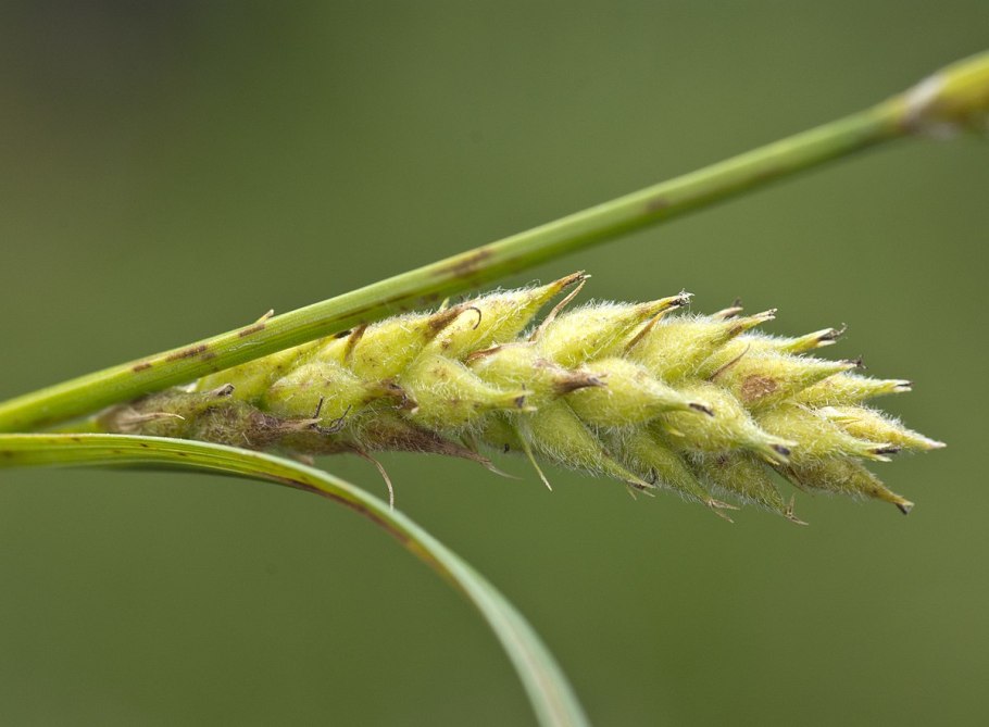 Carex bicolor