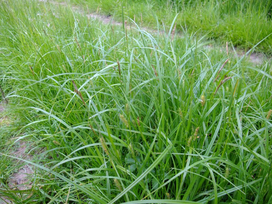 Осока просяная