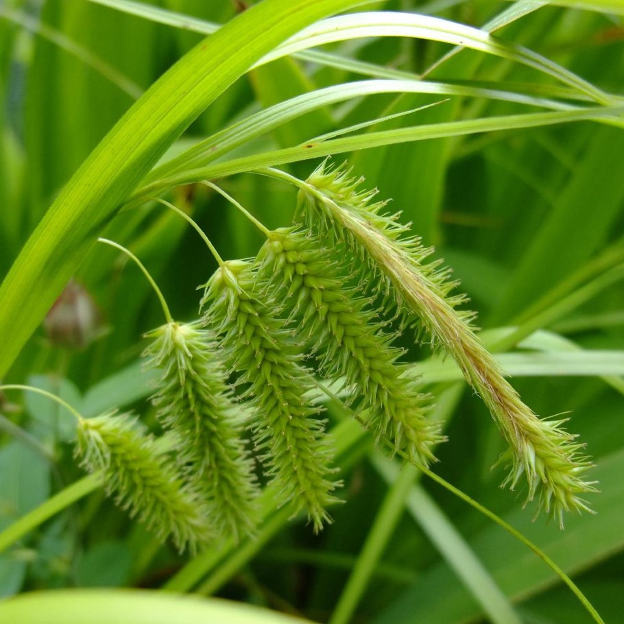 Осока Бьюкенена Carex buchananii