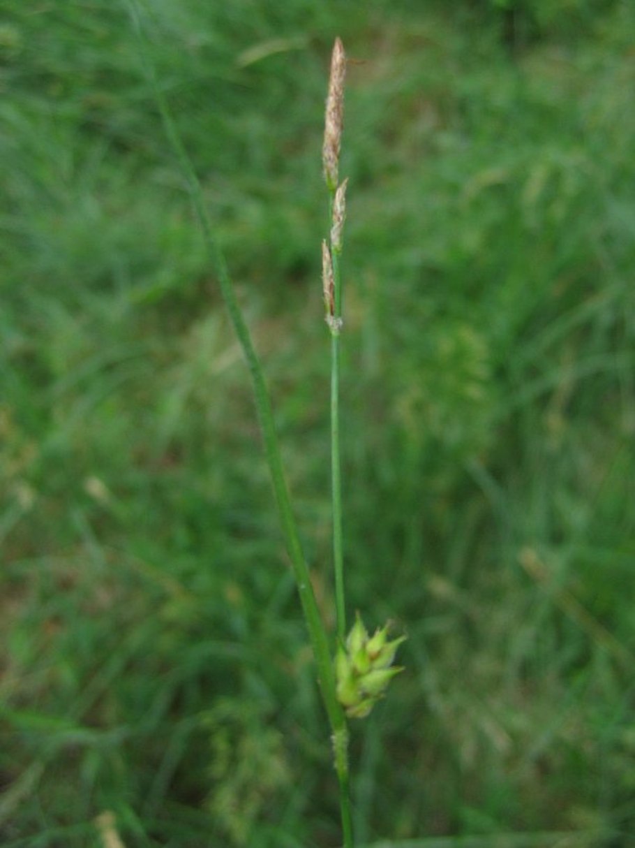 Carex hirta
