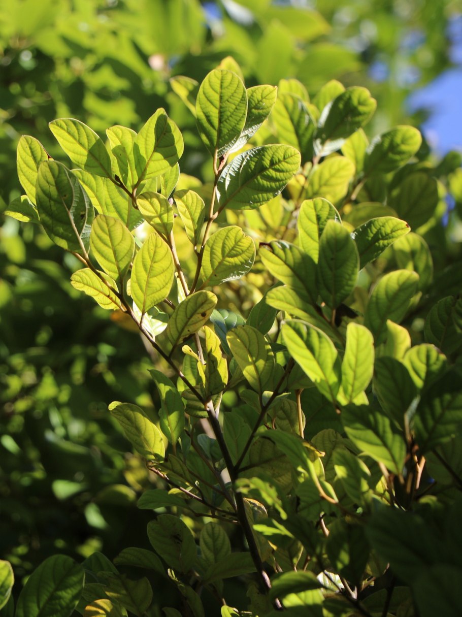 Криптокария Южная Америка