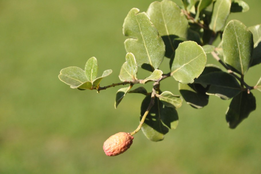 Абиссинский чай