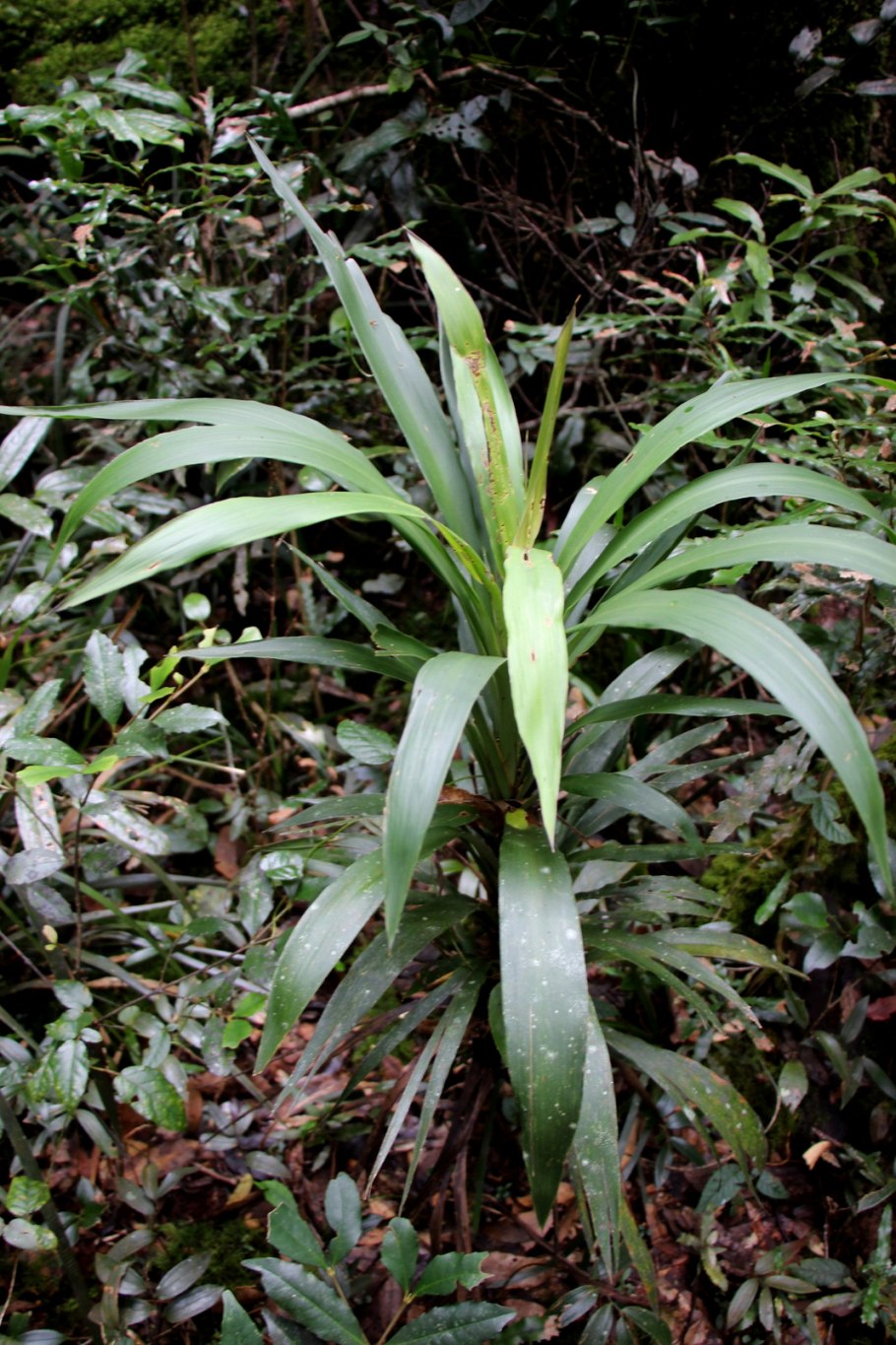 Криптокорина Вендта апоногетонолистная
