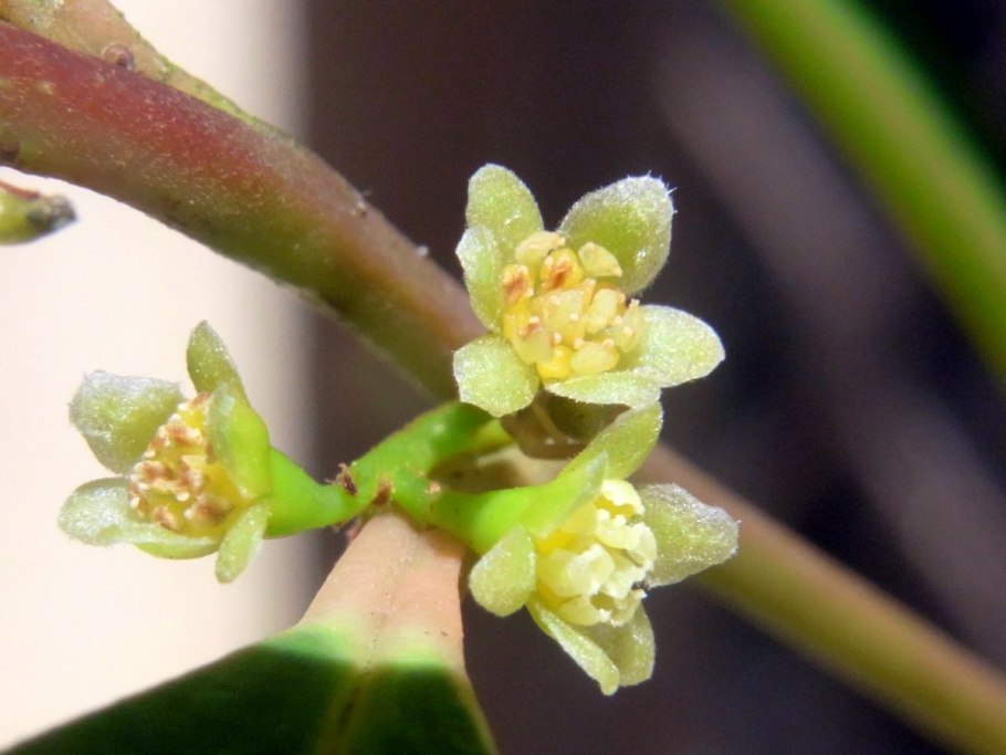 Криптокорина обратноспиральная