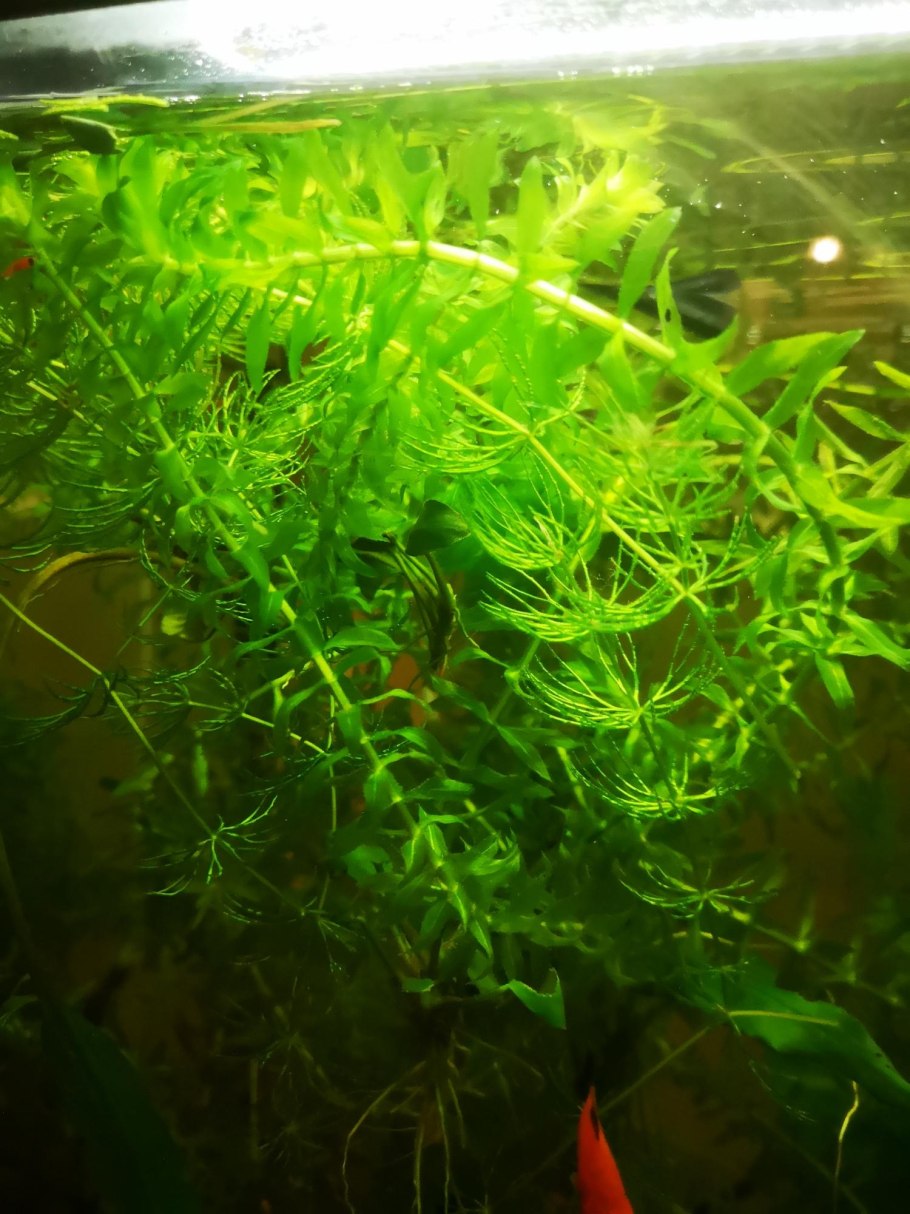 Криптокорина аквариумное растение
