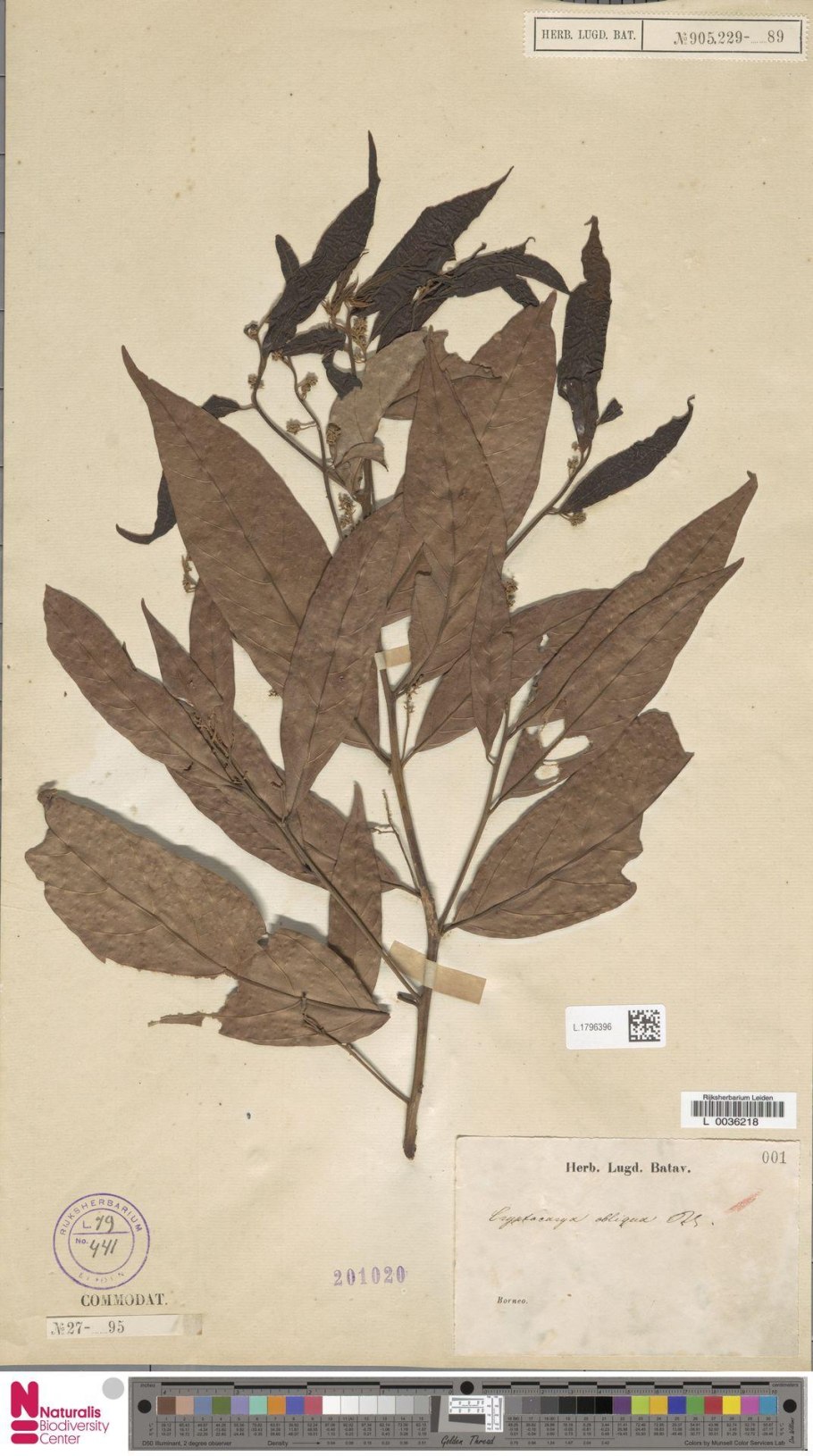 Вредитель на листочке Графика