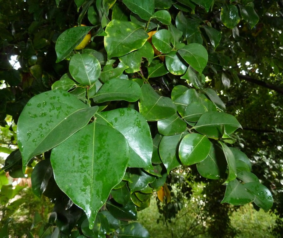 Cryptocarya crassinervia Bark Oil (Massoia)