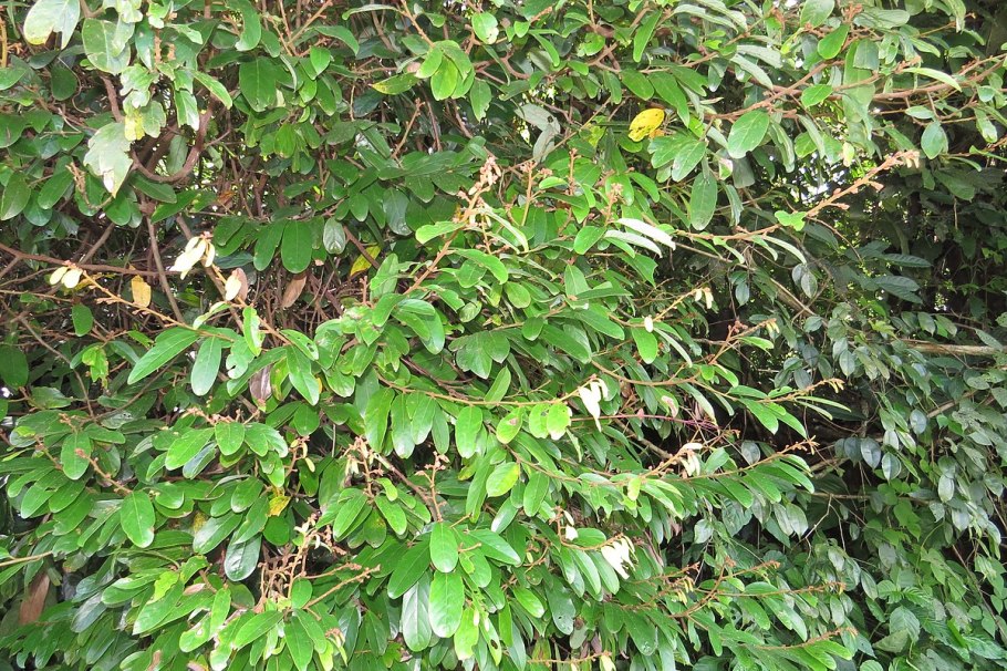 Cryptocarya chinensis