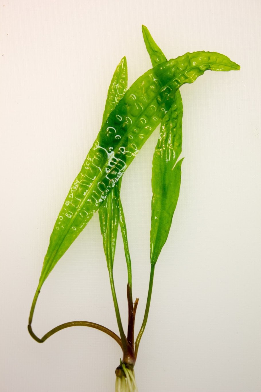 Криптокорина устериана