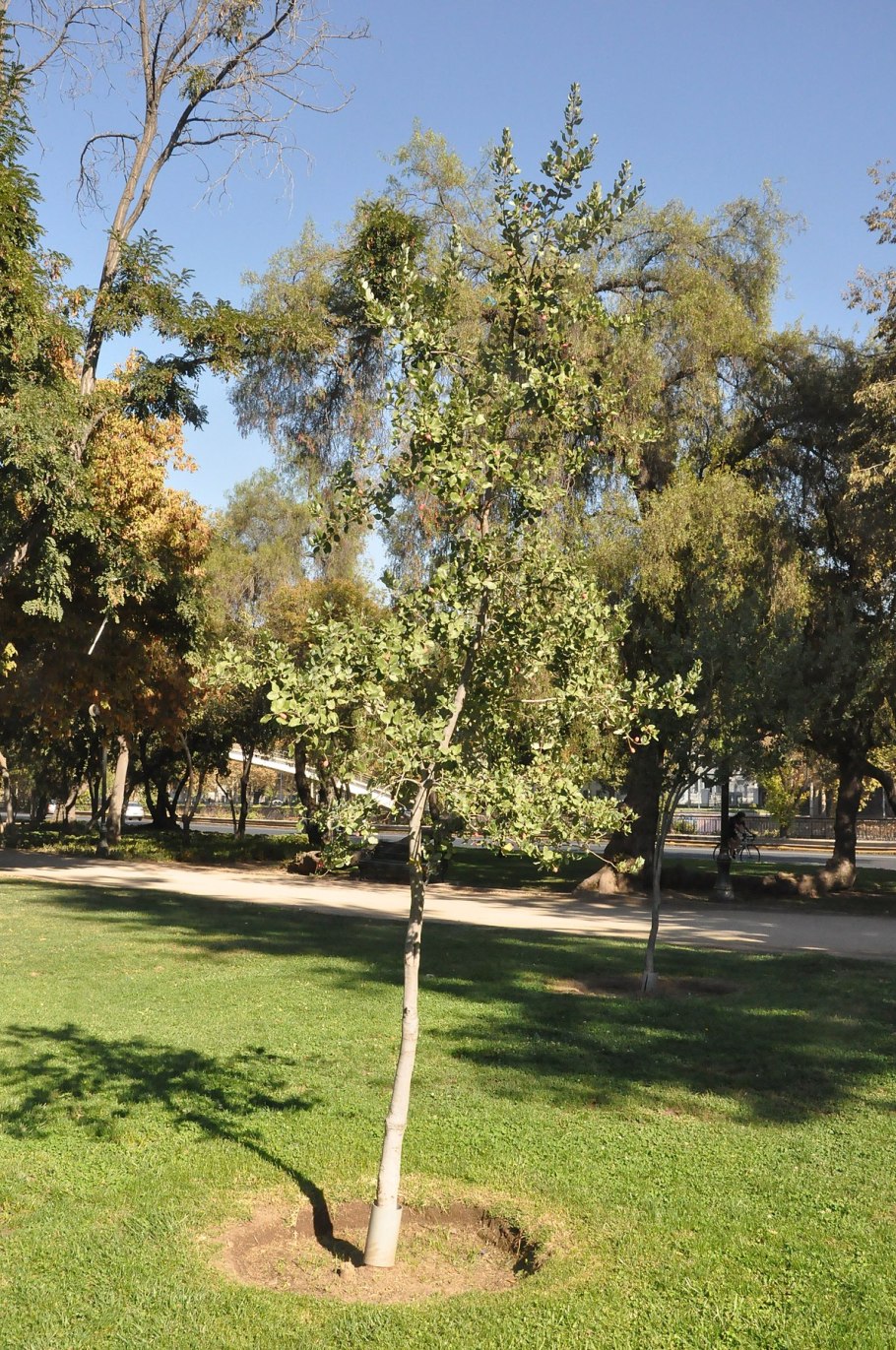 Brachychiton populneus