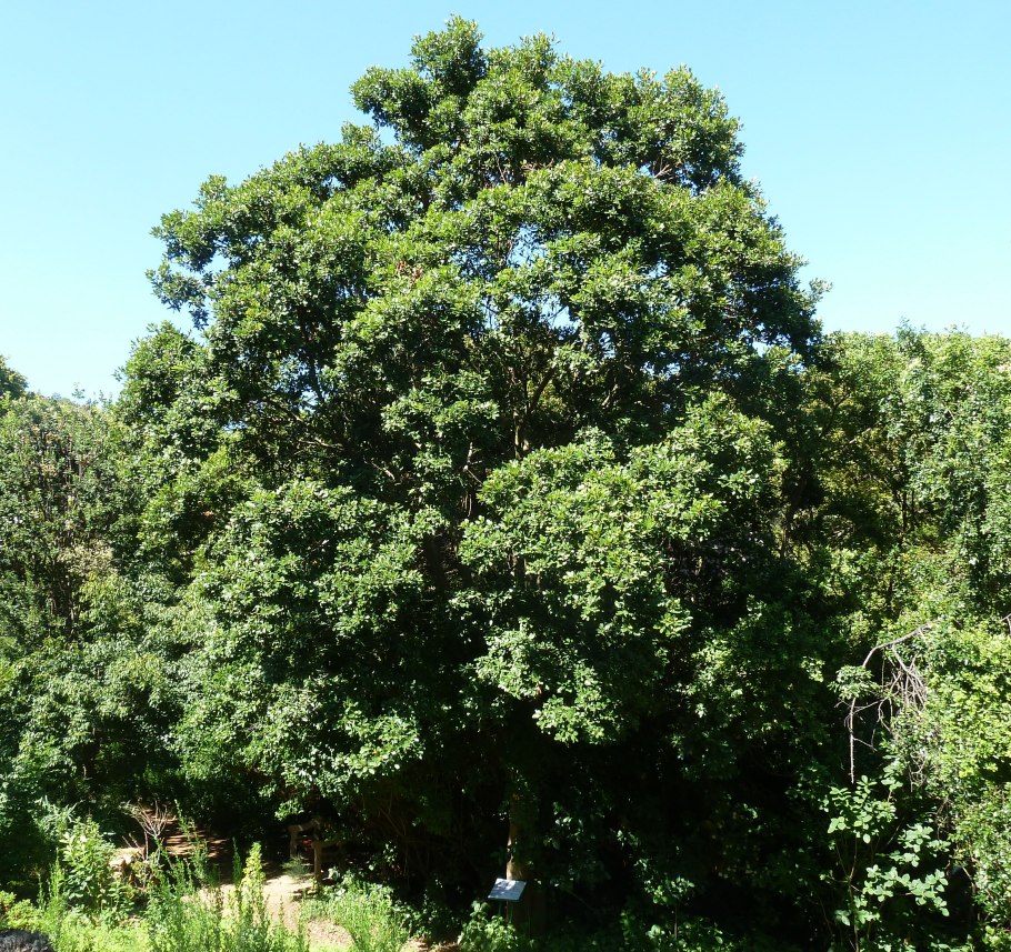 Криптокария фрукт