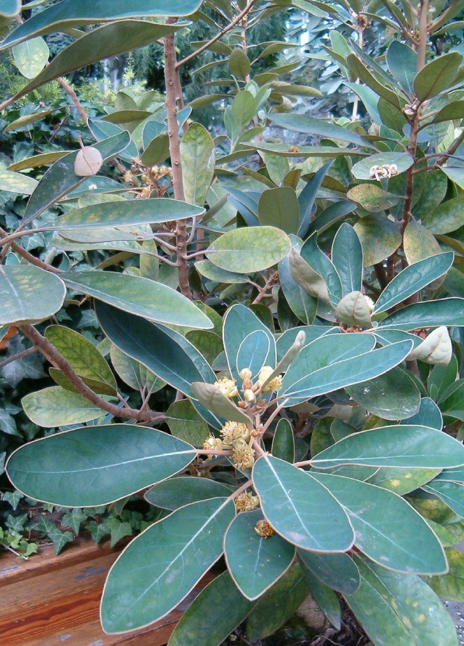 Криптокорина Вендта