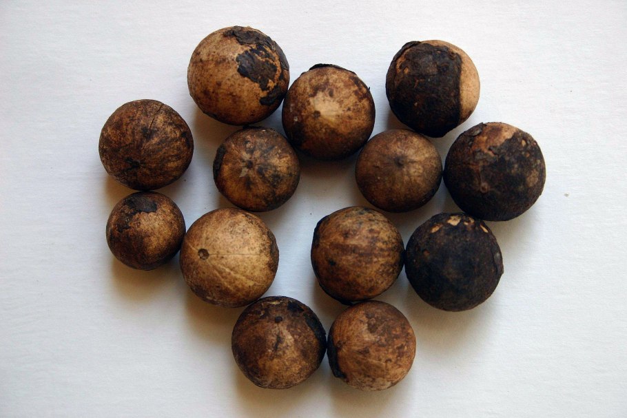 Cryptocarya chinensis