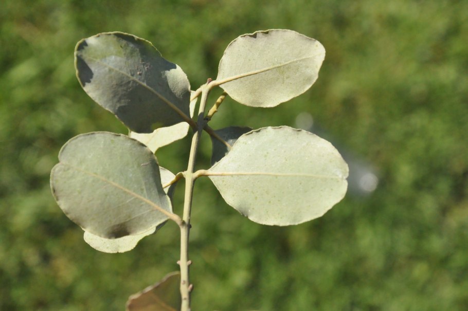 Элодея улитка