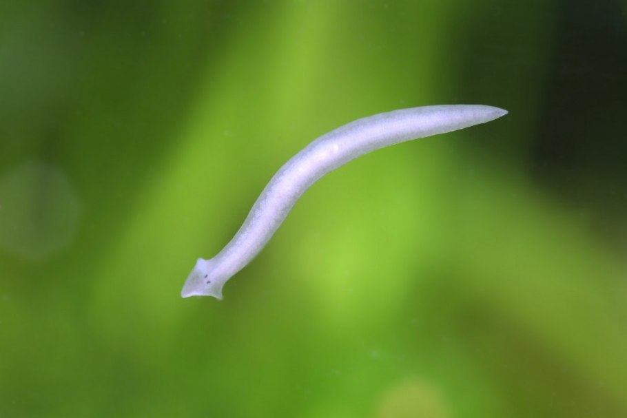 Планария молочная