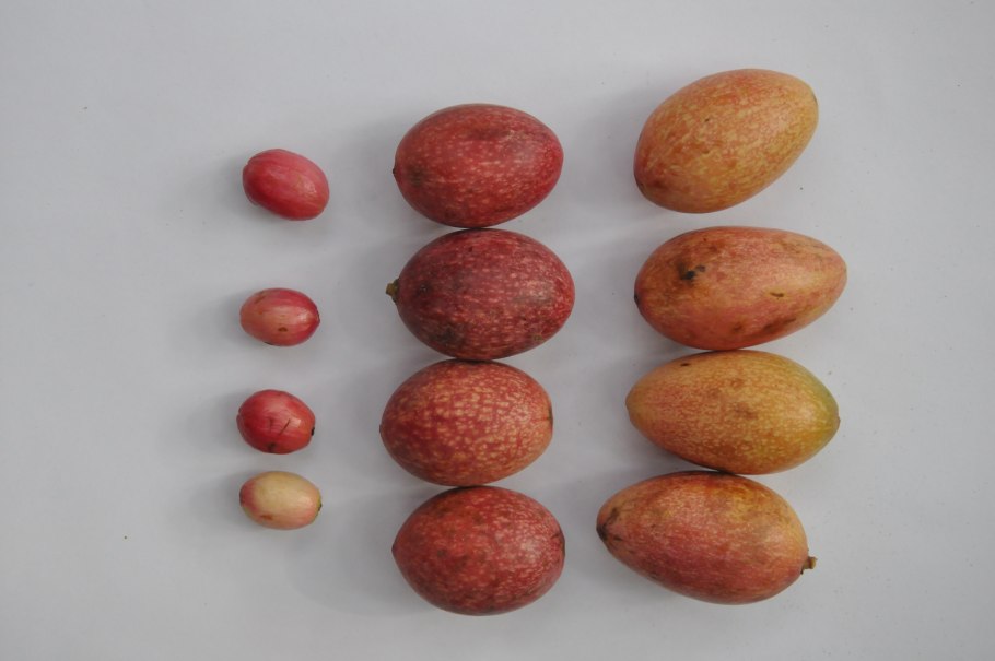 Beilschmiedia berteroana