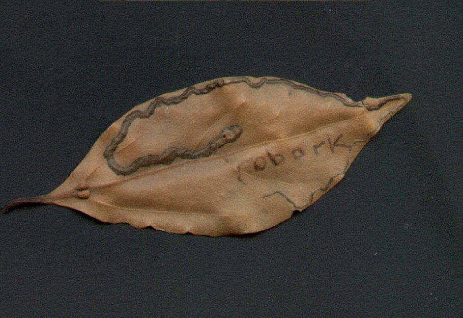 Дерево Криптокария белая