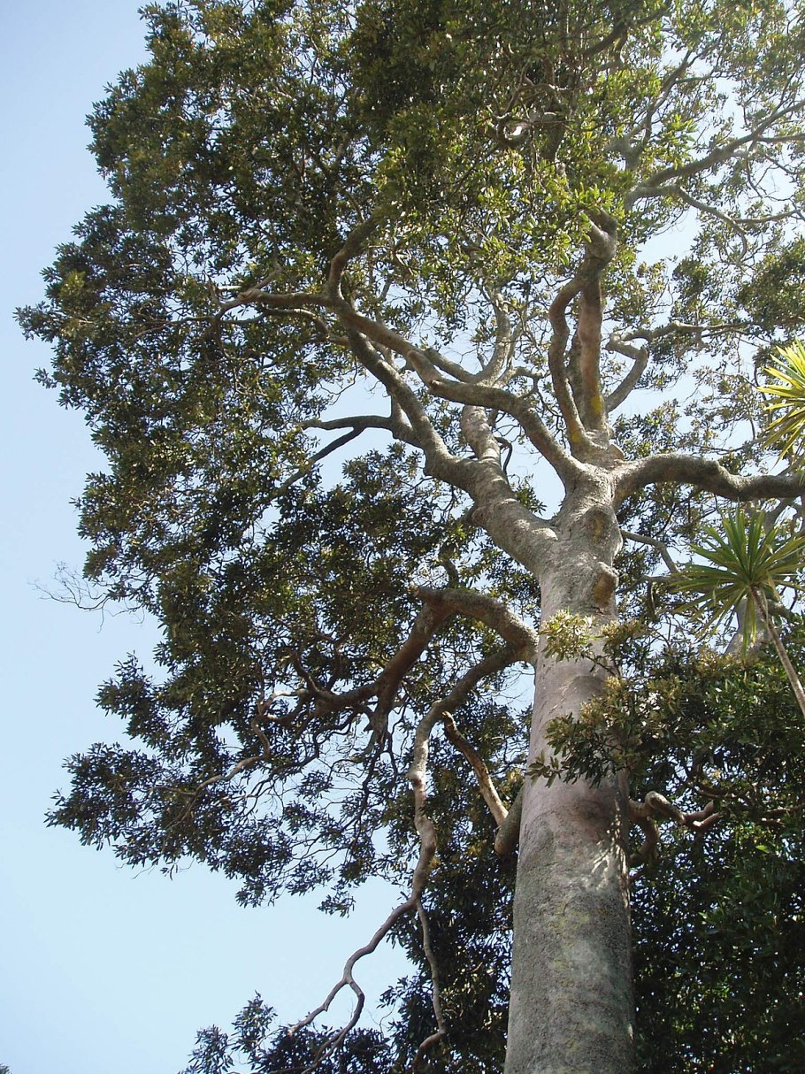 Cryptocarya Alba