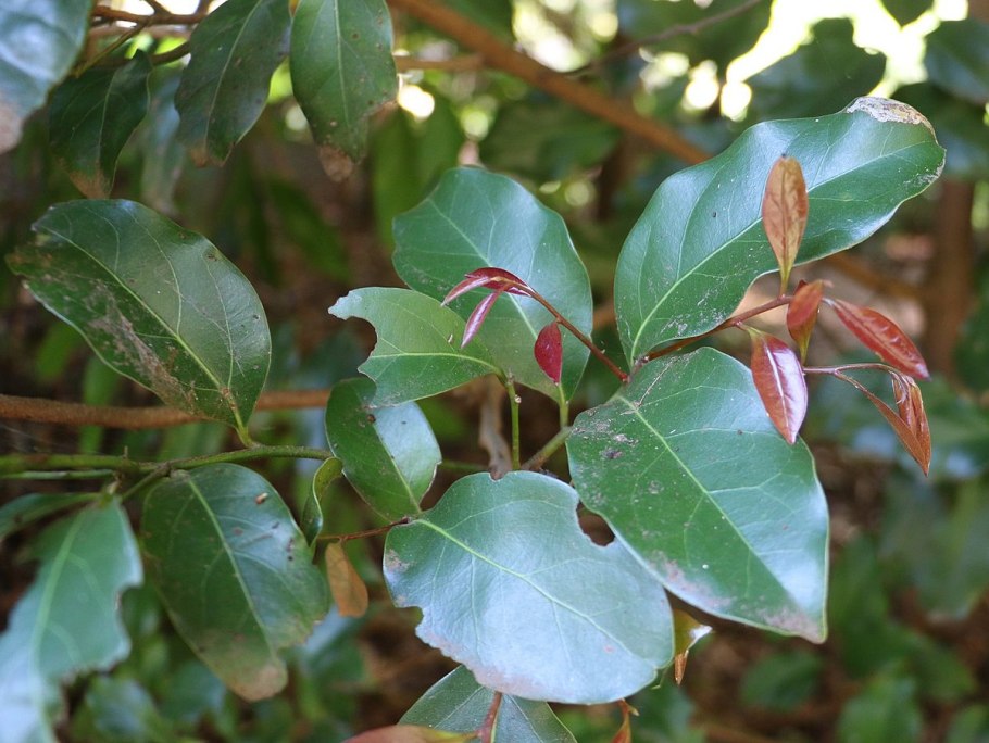 Corrugata растения