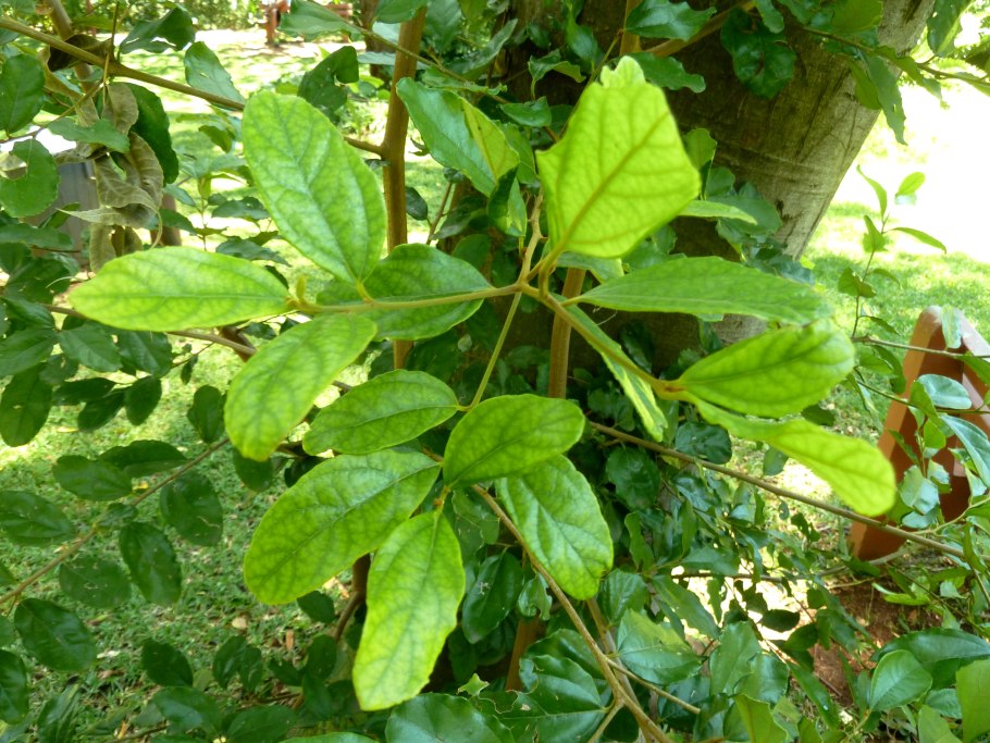 Cryptocarya chinensis