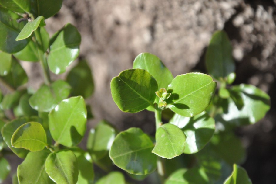 Мох кладофора