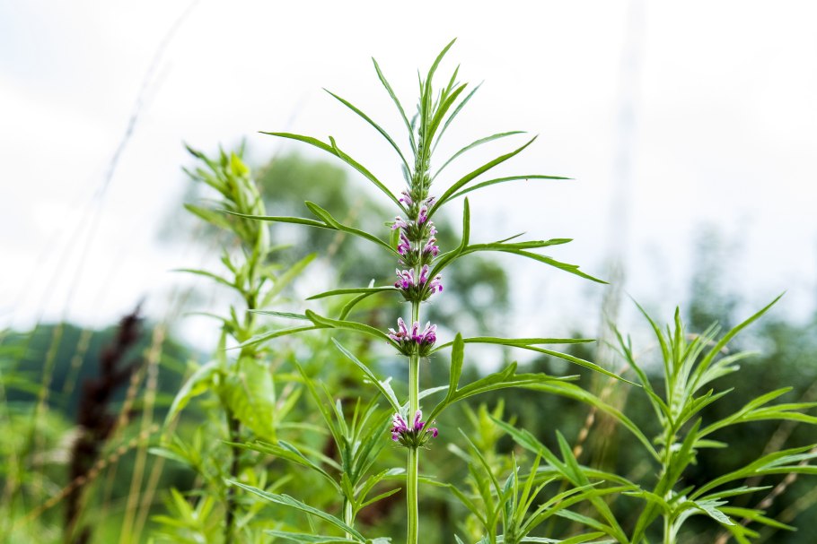 Пустырник сизый