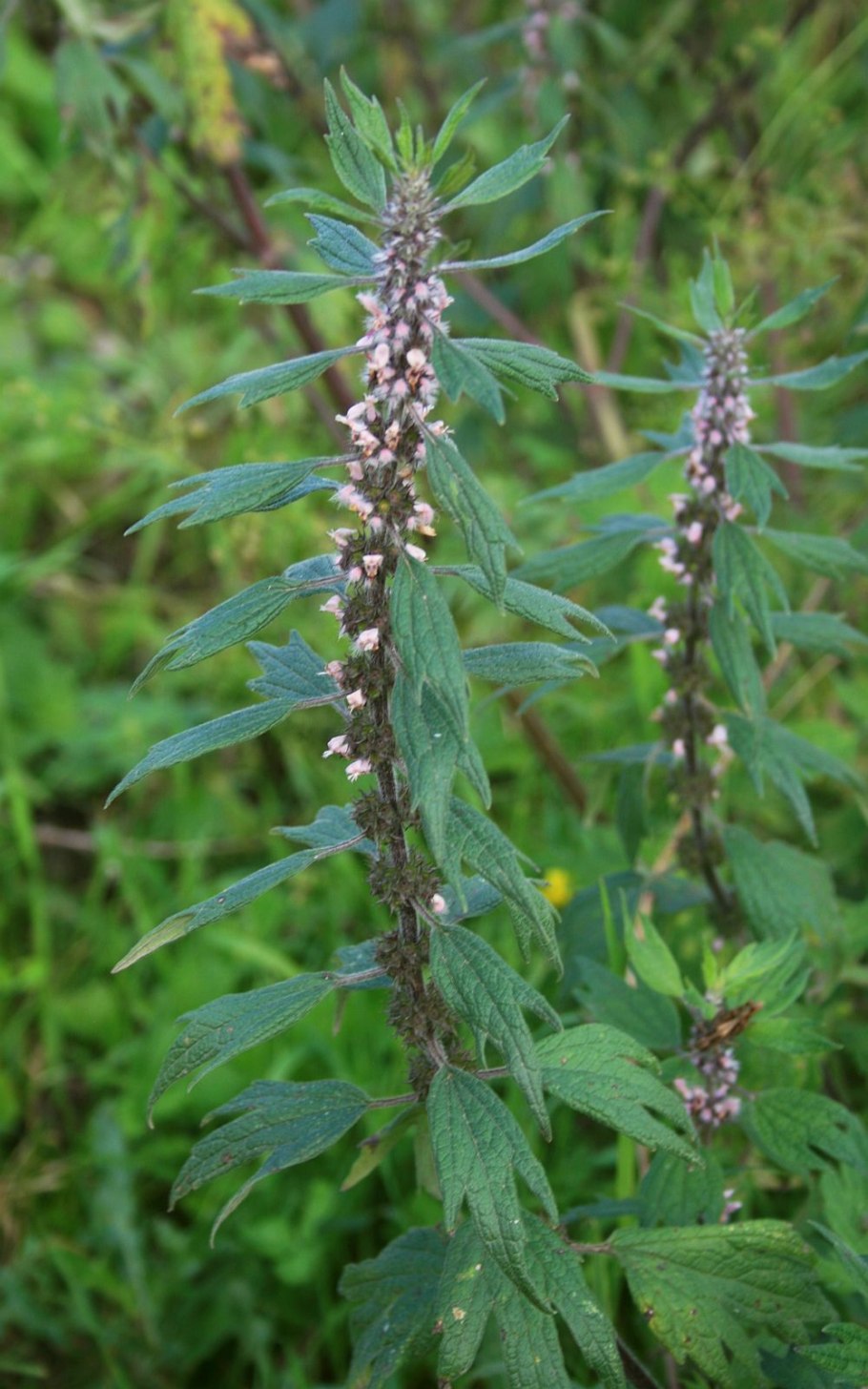 Пустырник пятилопастный