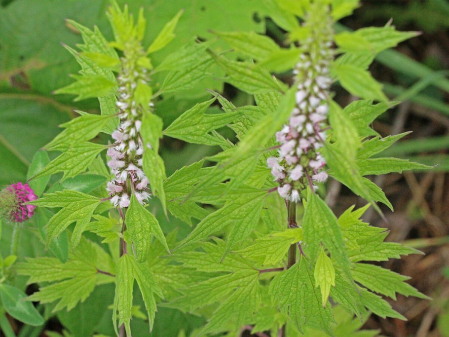 Пустырник на столе