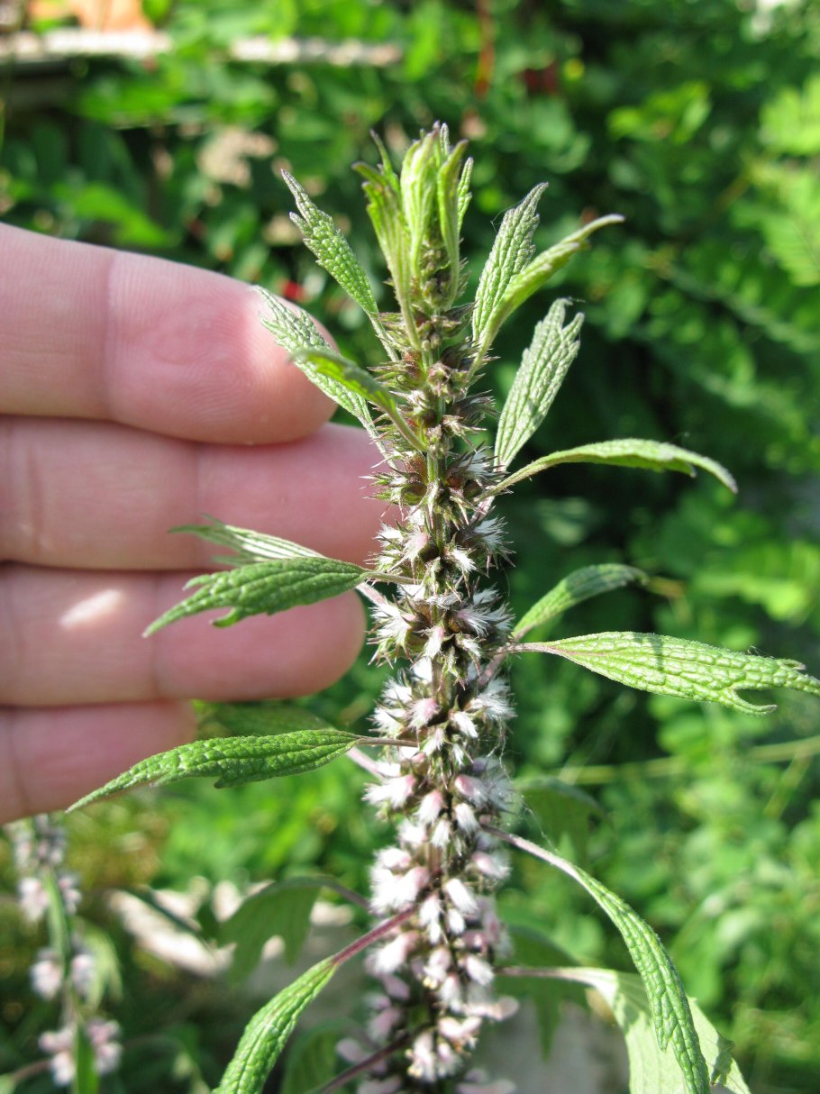 Пустырник Leonurus cardiaca