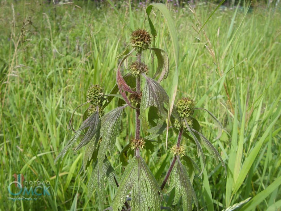 Пустырник Туркестанский