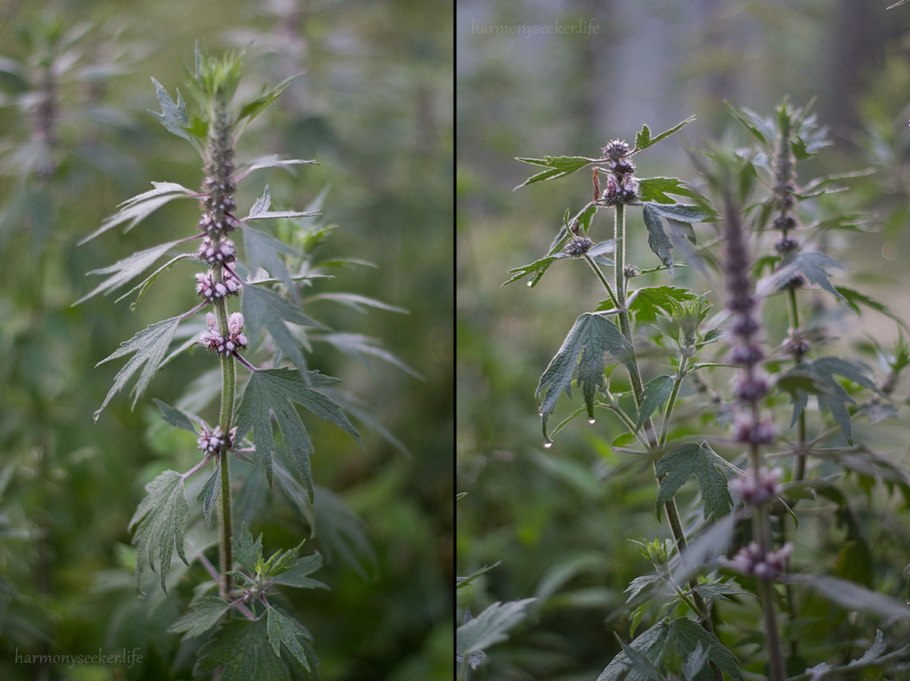 Пустырник обыкновенный