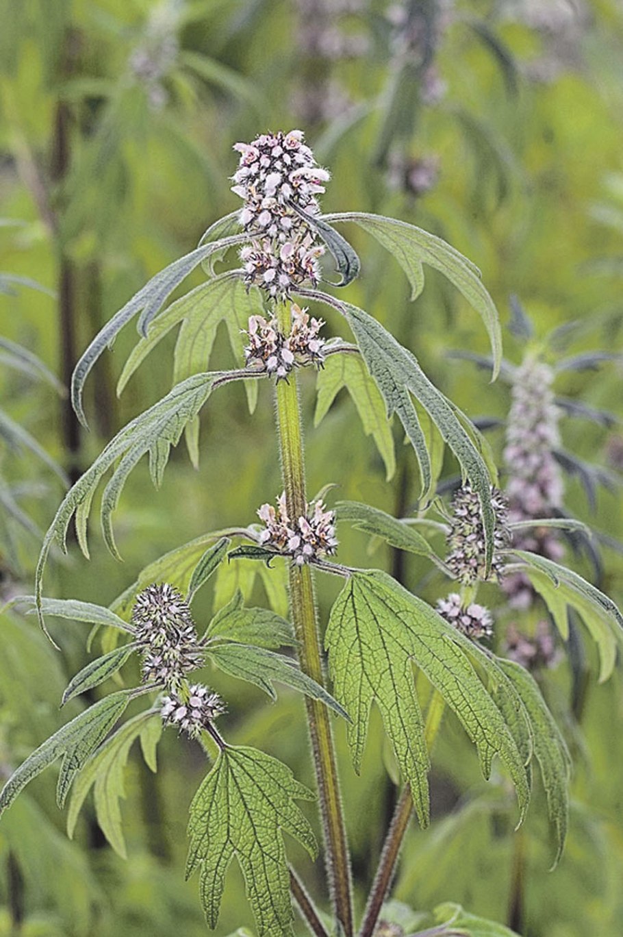 Пустырник полевой