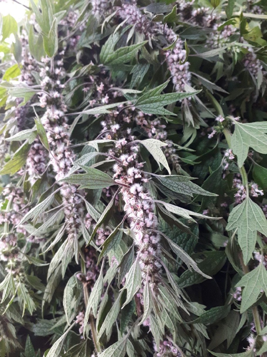 Пустырник пятилопастный