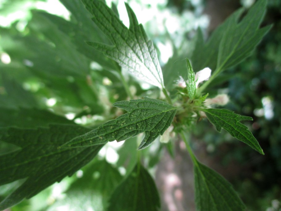 Пустырник пятилопастный лист