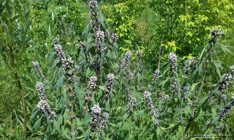 Трава пустырник