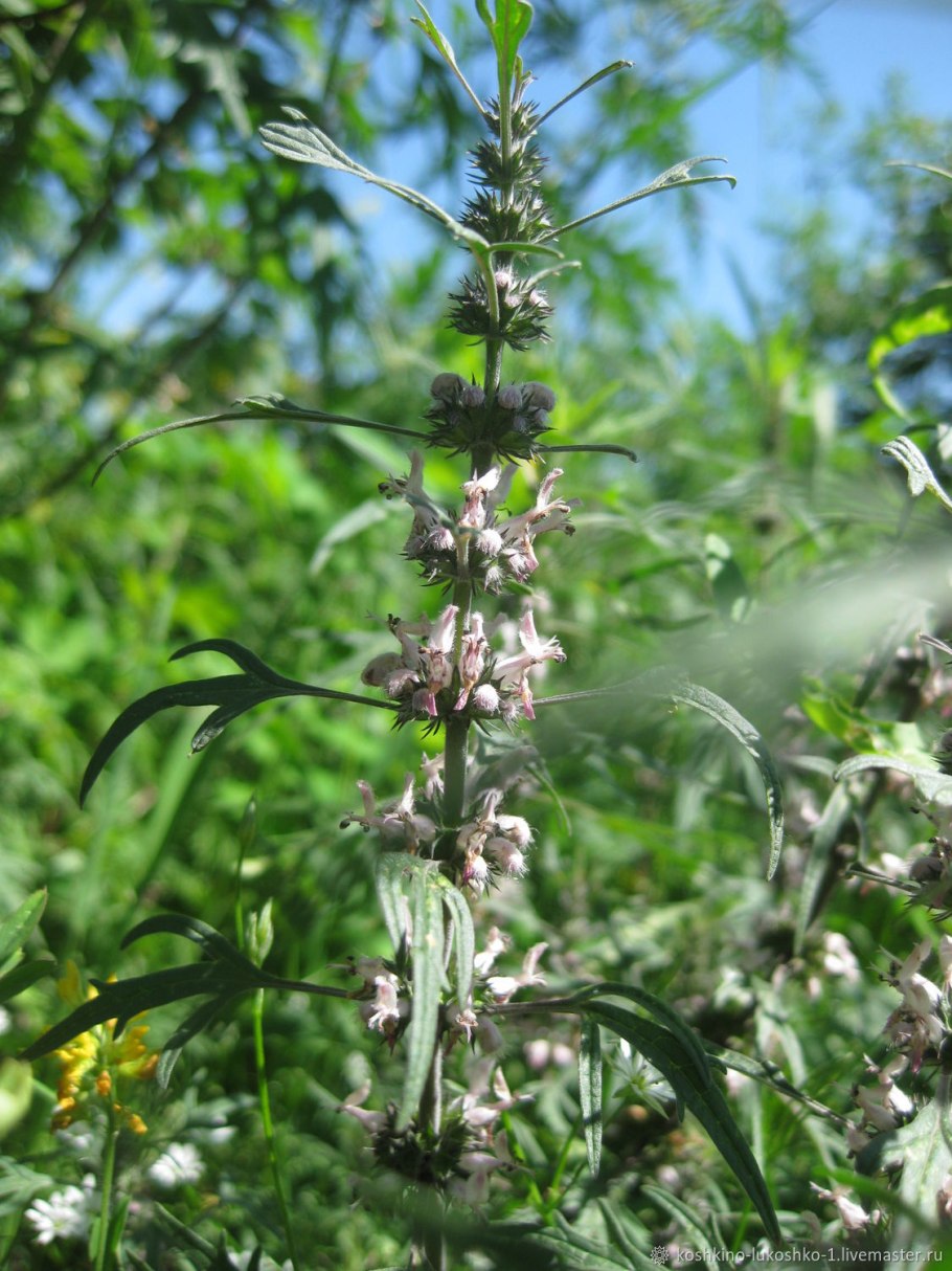 Пустырник пятилопастный