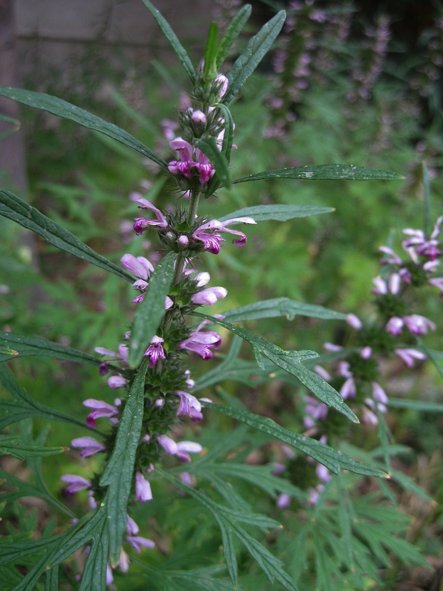 Пустырник Leonurus cardiaca