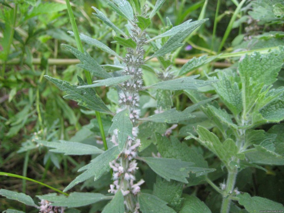 Пустырник татарский пустырник Сибирский