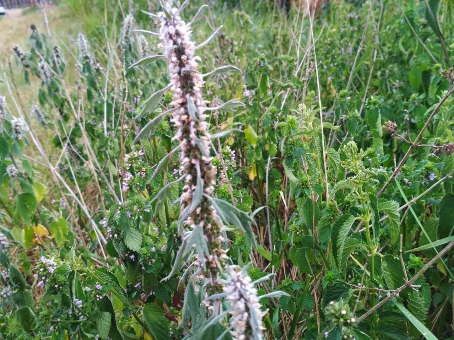 Leonurus sibiricus - пустырник Сибирский