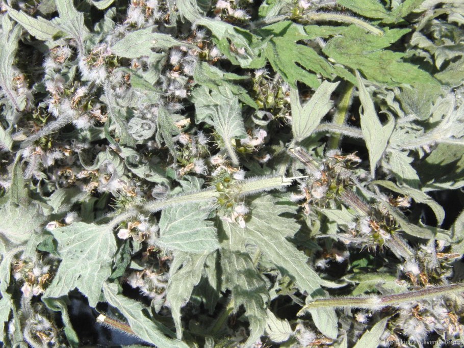 Трава пустырник