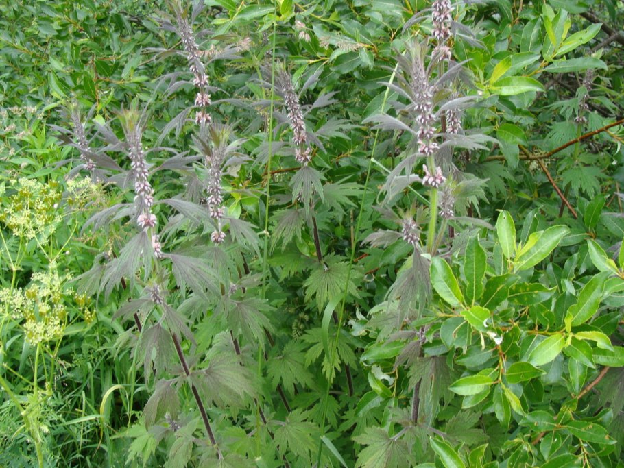 Пустырник татарский пустырник Сибирский