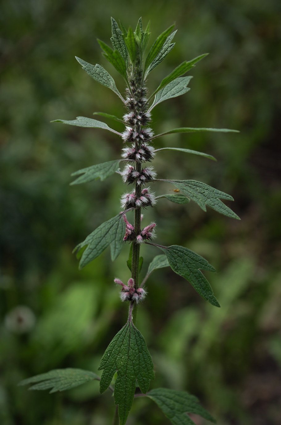 Пустырник трава