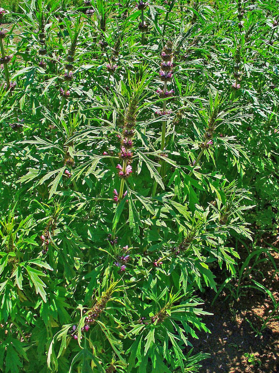 Пустырник обыкновенный (Leonurus cardiaca)