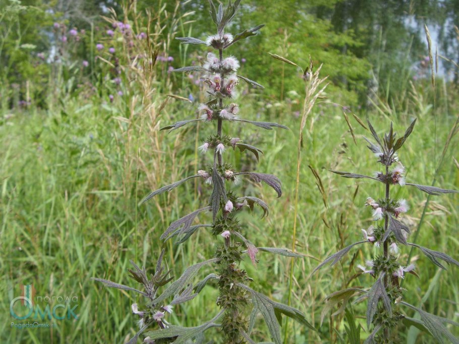 Пустырник пятилопастный