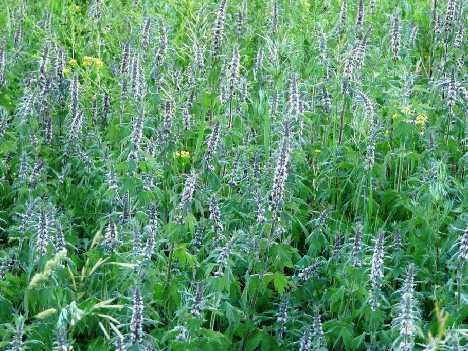 Листья пустырника пятилопастного