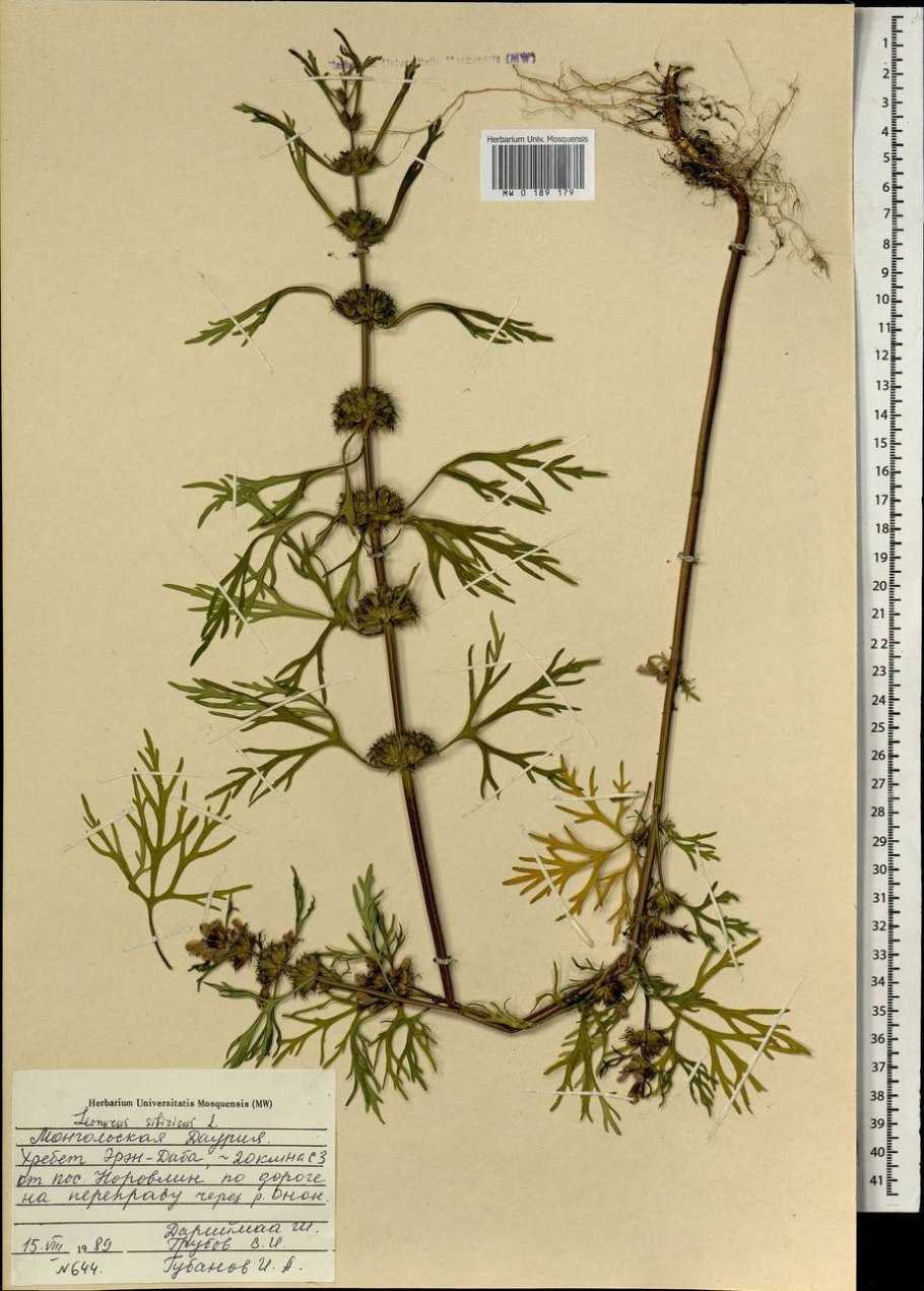 Дельфиниум листья