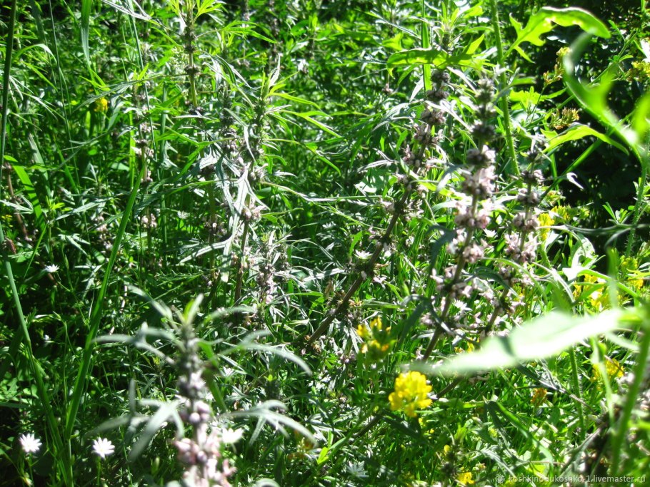 Пустырник Леонорус